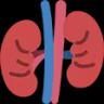 kidney